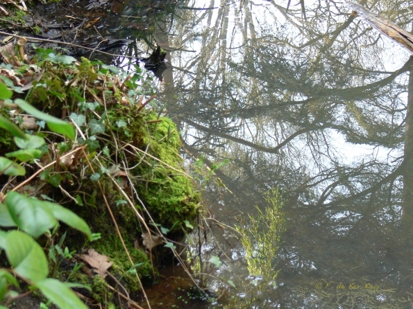 Bois des Moutiers (137) mars 2012
